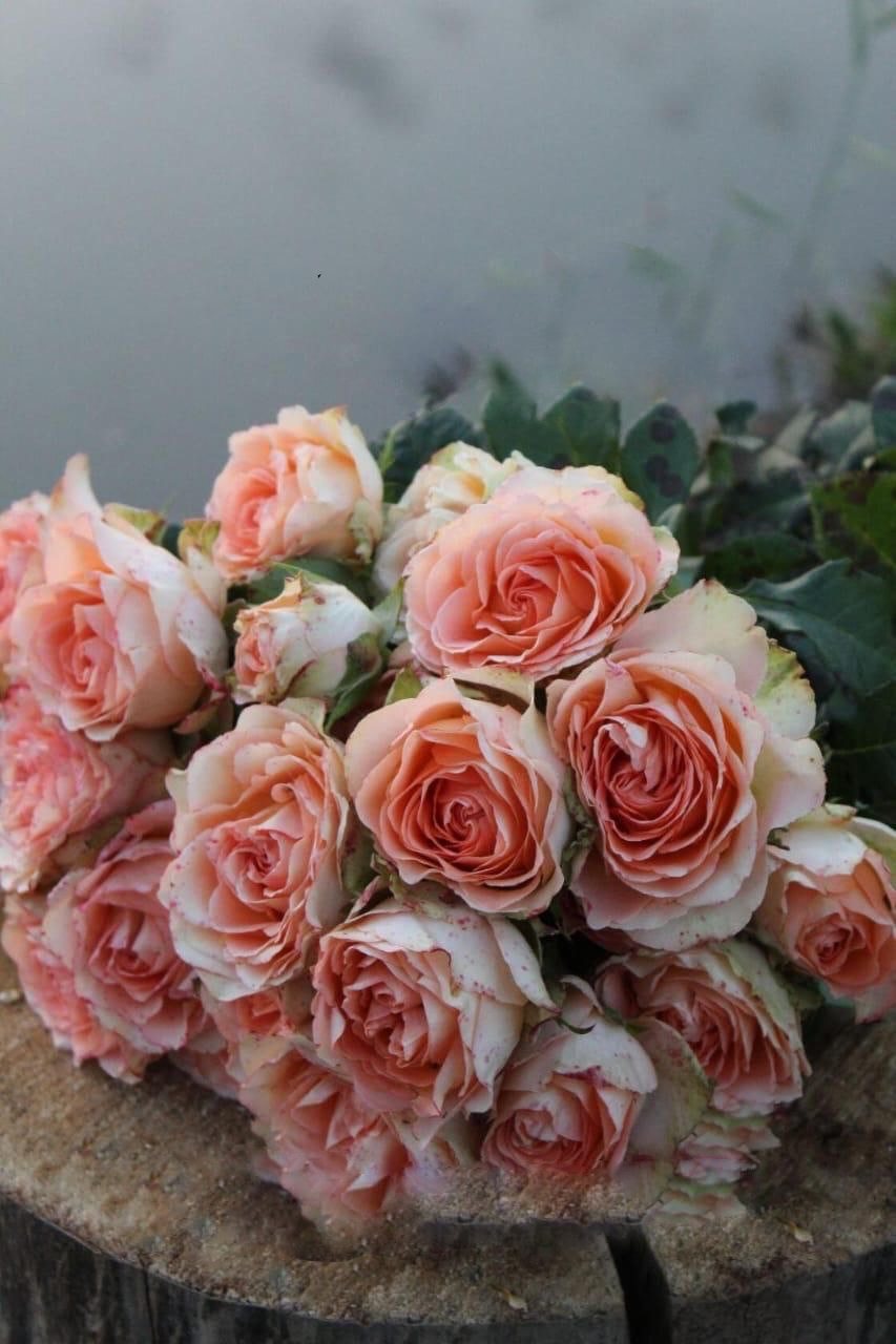 Роза Гарден оф Роуз саженцы 5 лет