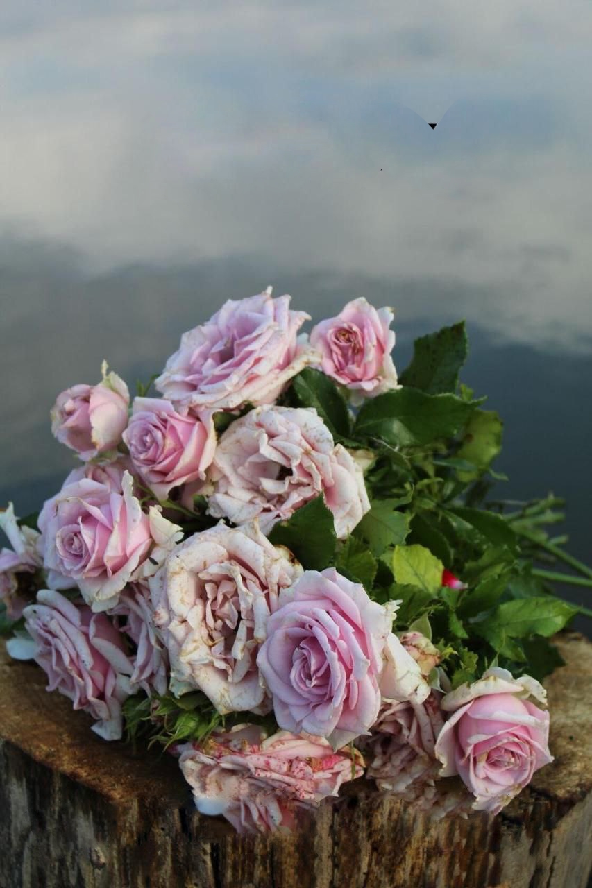 Роза Наутика саженцы 5 лет