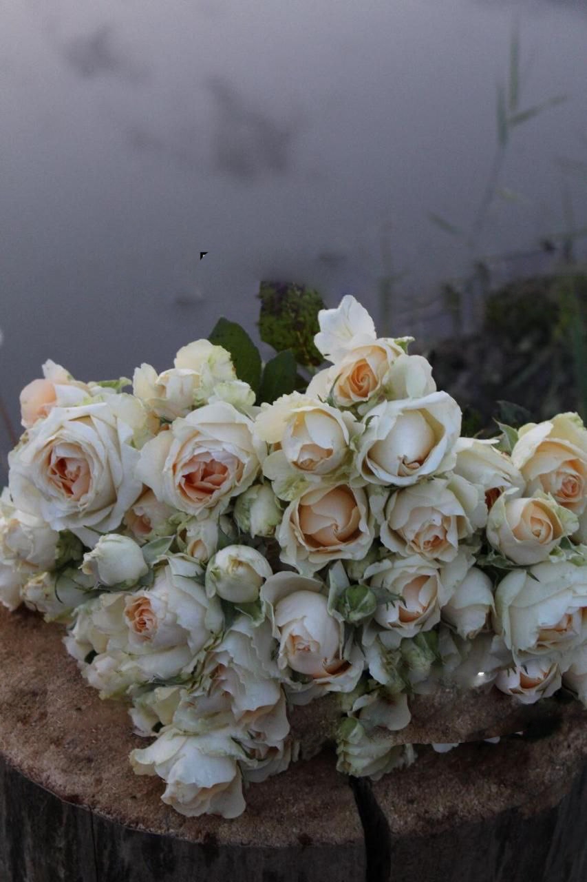 роза Пич Аваланж саженцы 5 лет