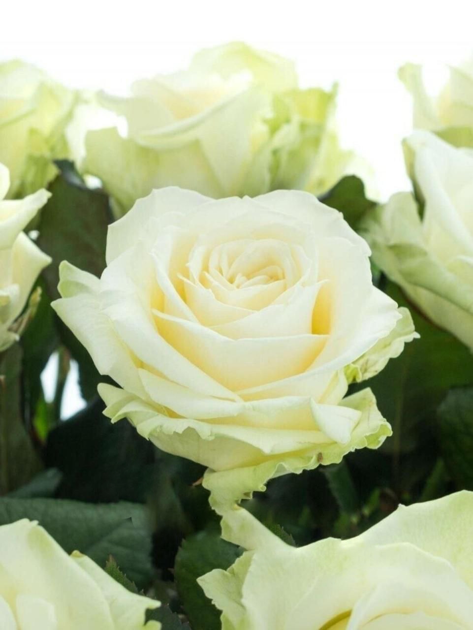 роза Аваланж саженцы 5 лет