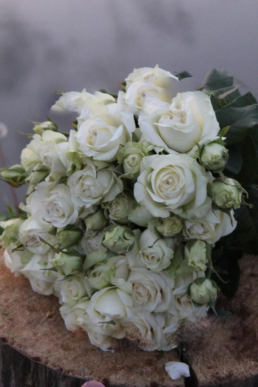 роза Мондиаль саженцы 5 лет