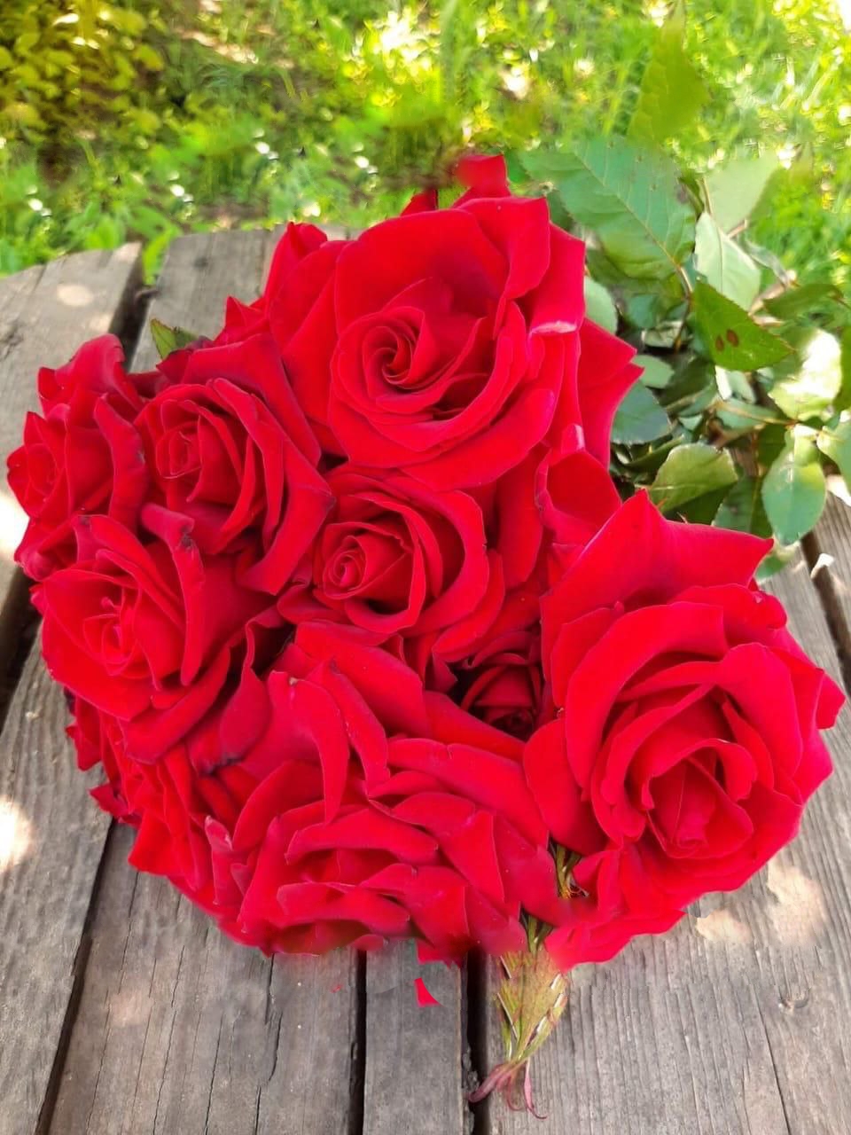 роза Черная магия саженцы 5 лет