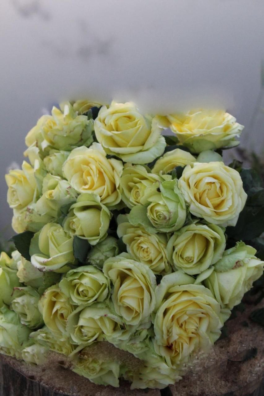 роза Амандина саженцы 5 лет