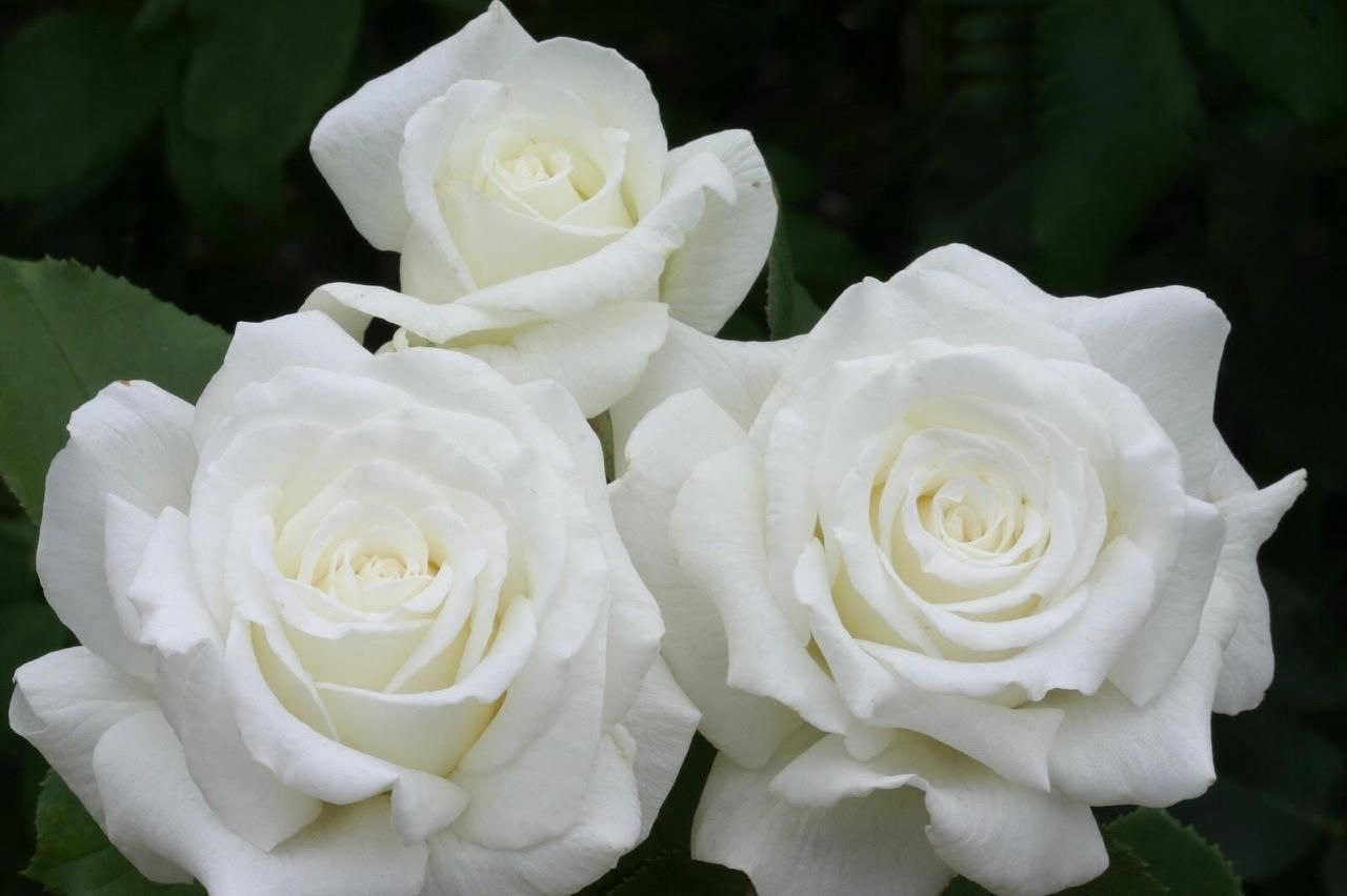 роза Анастасия саженцы 5 лет