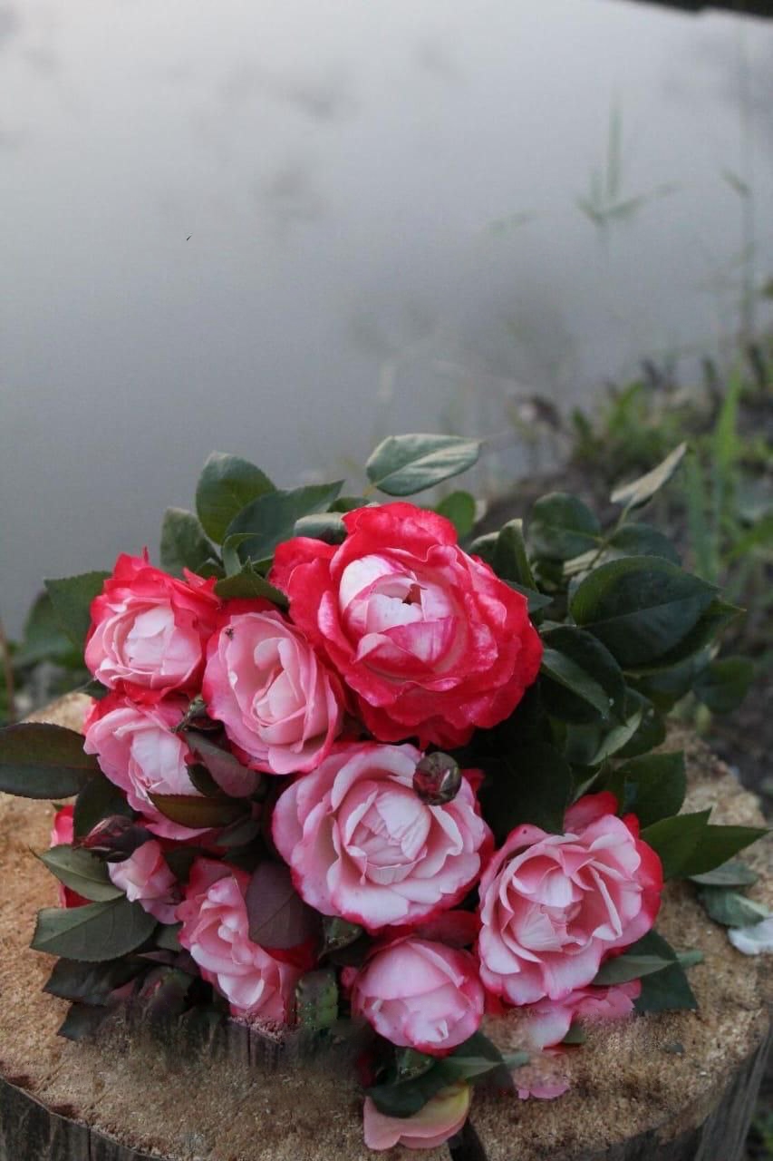 роза Ностальжи саженцы 5 лет