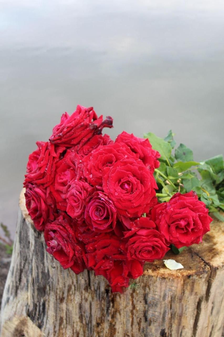 роза Эксплолер саженцы 5 лет