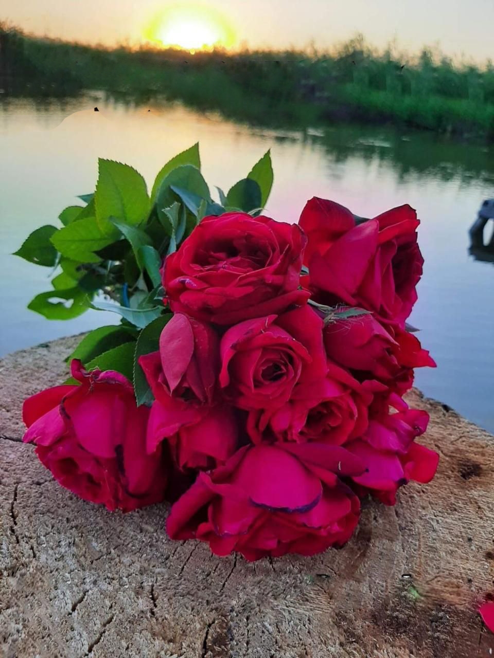 роза Оклахома саженцы 5 лет