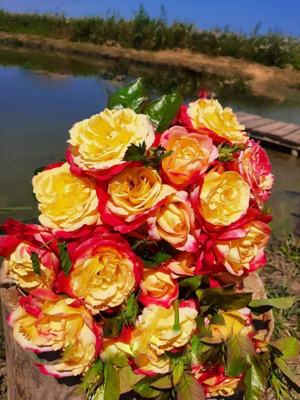 роза Восточный Экспресс саженцы 5 лет