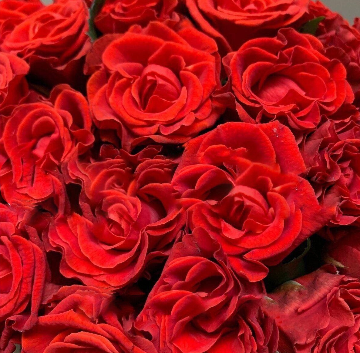 роза Эль Торо саженцы 5 лет