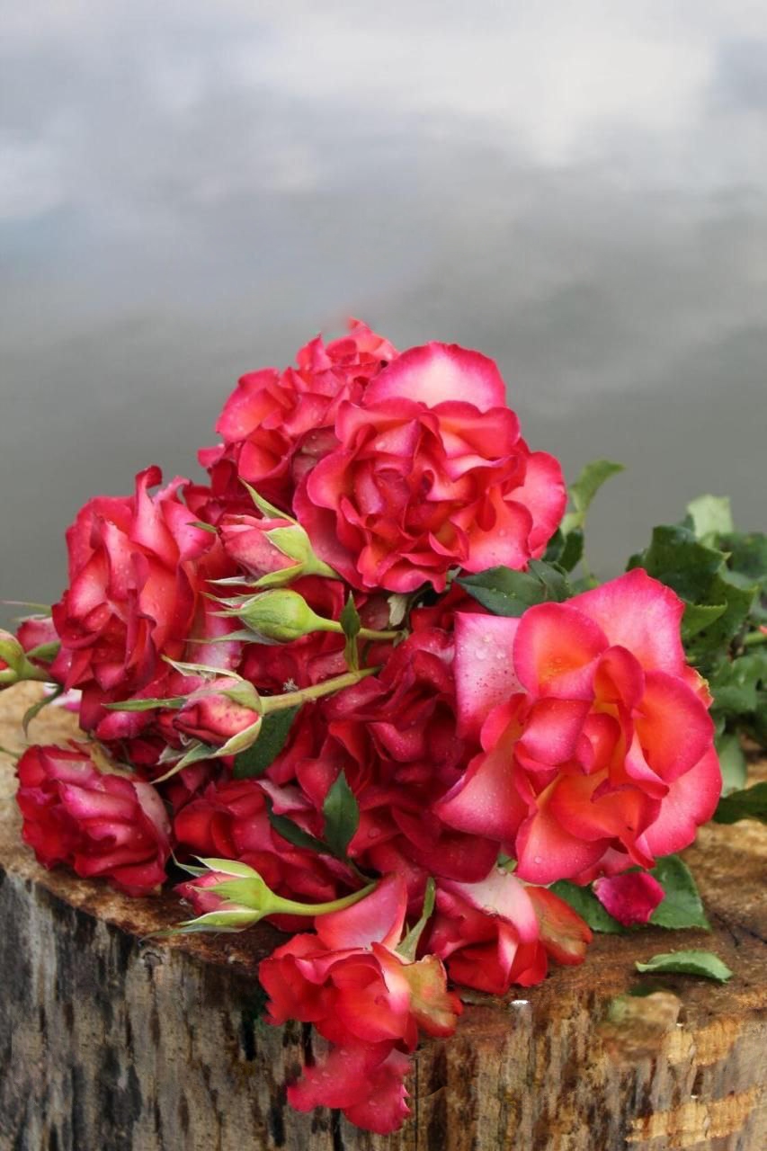 роза Легендс саженцы 5 лет