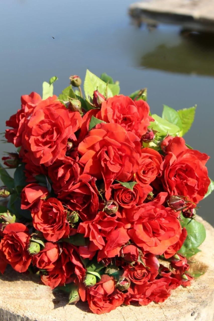 роза Терракота саженцы 5 лет