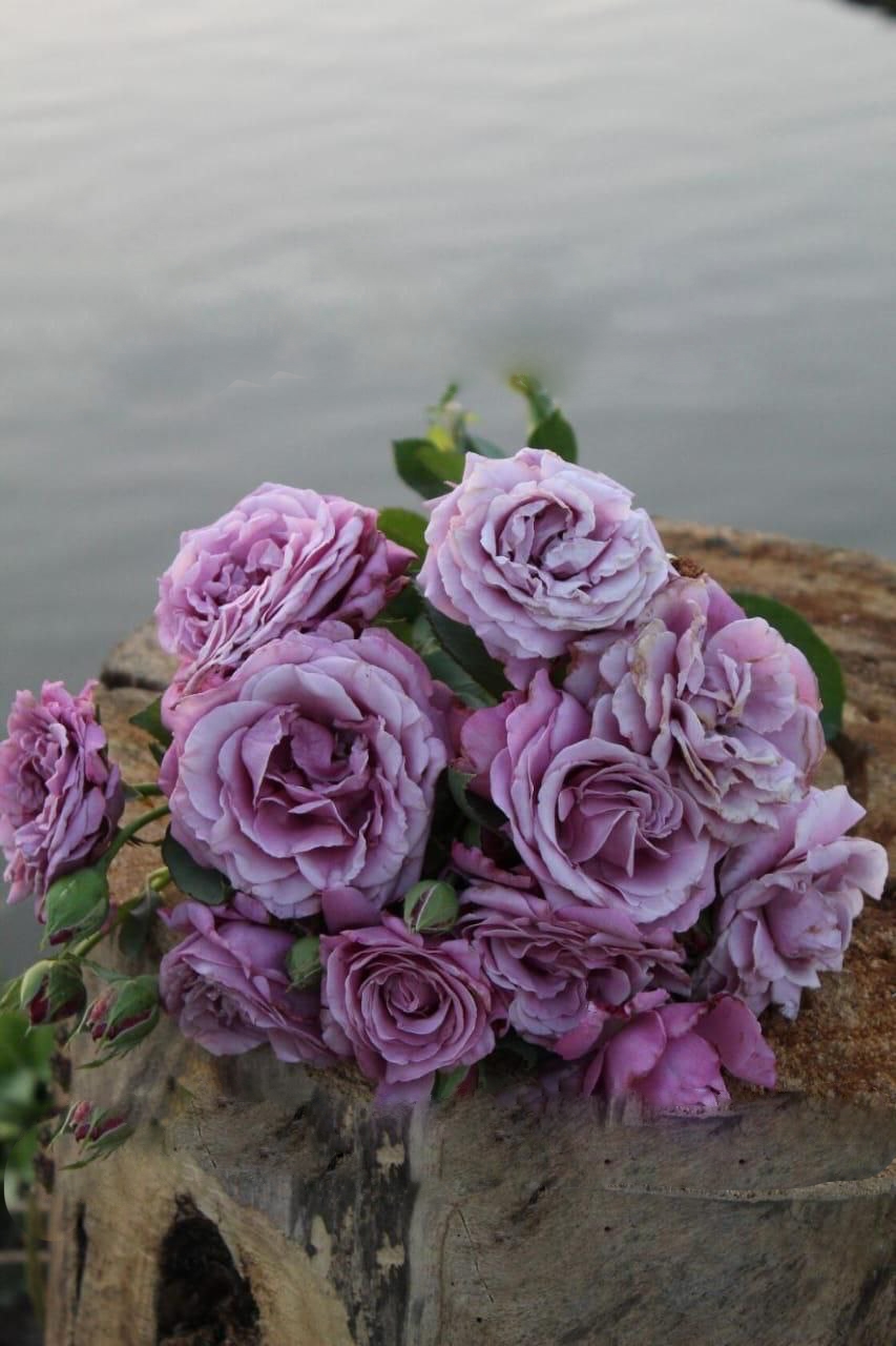 роза Блю Парфюм саженцы 5 лет