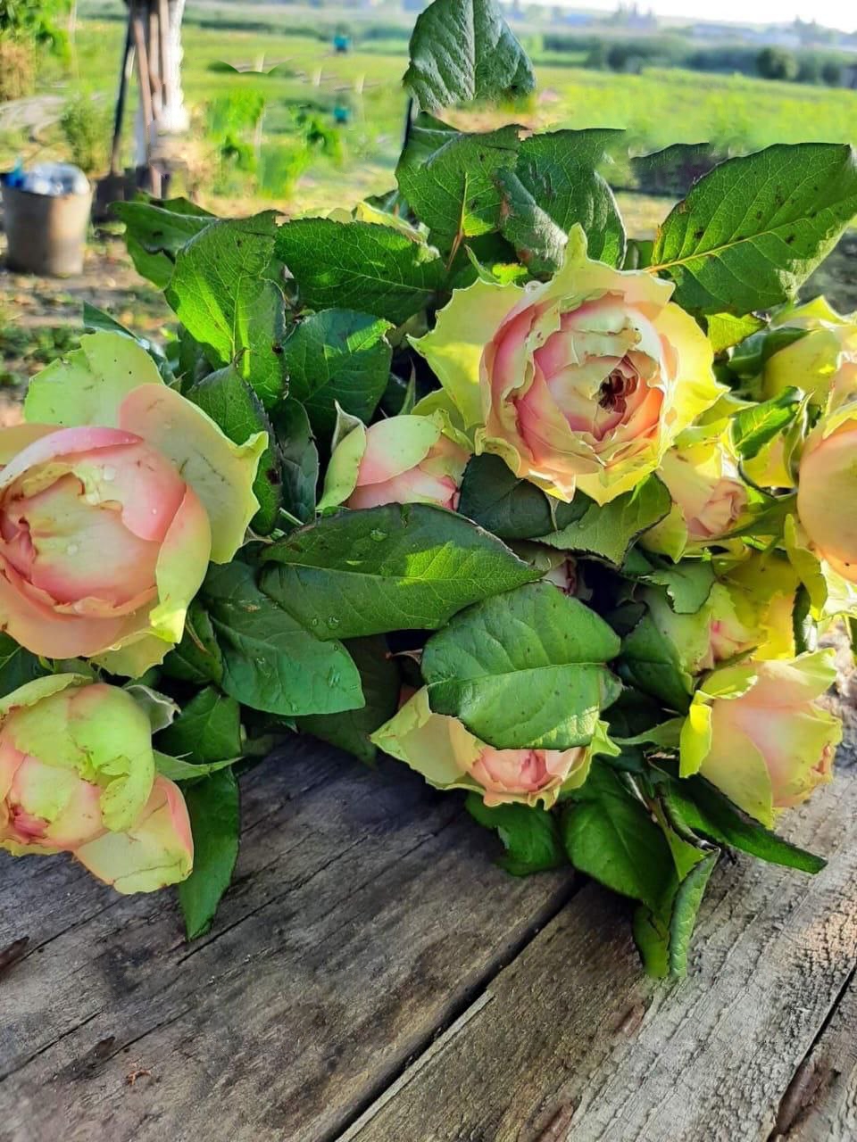 роза Питахайя саженцы 5 лет