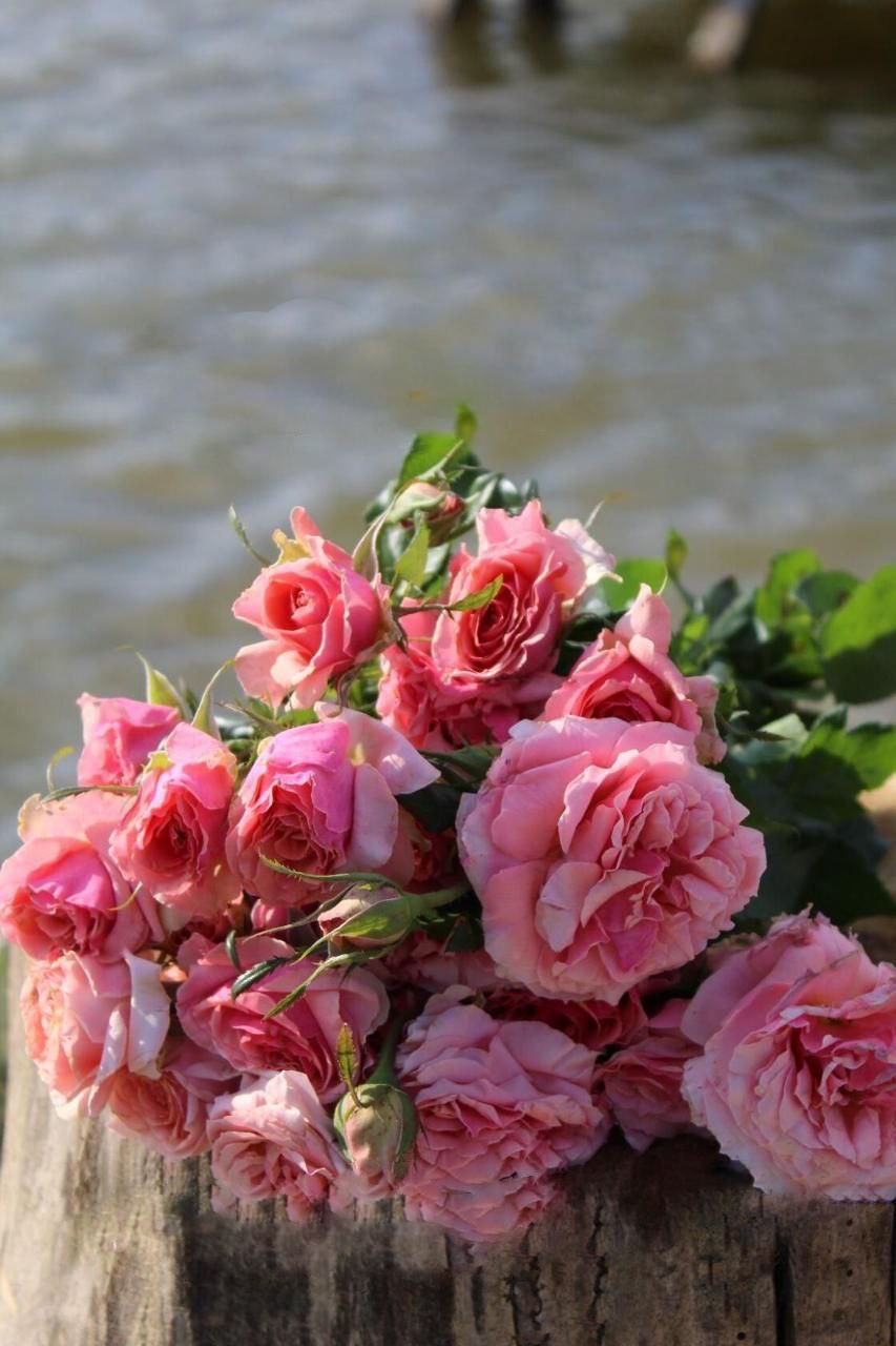 Роза Поэзия саженцы 5 лет