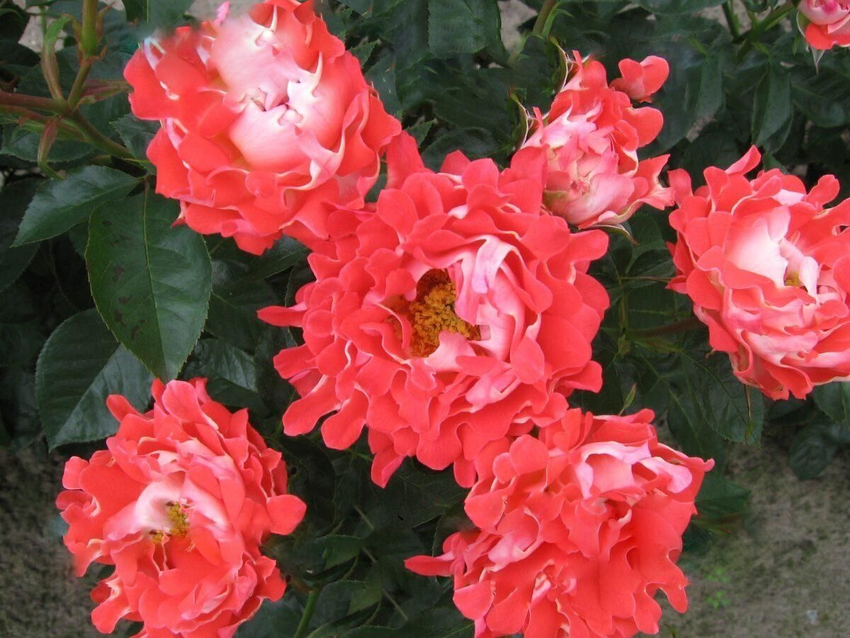 Роза Кэнди Раффлс саженцы 5 лет