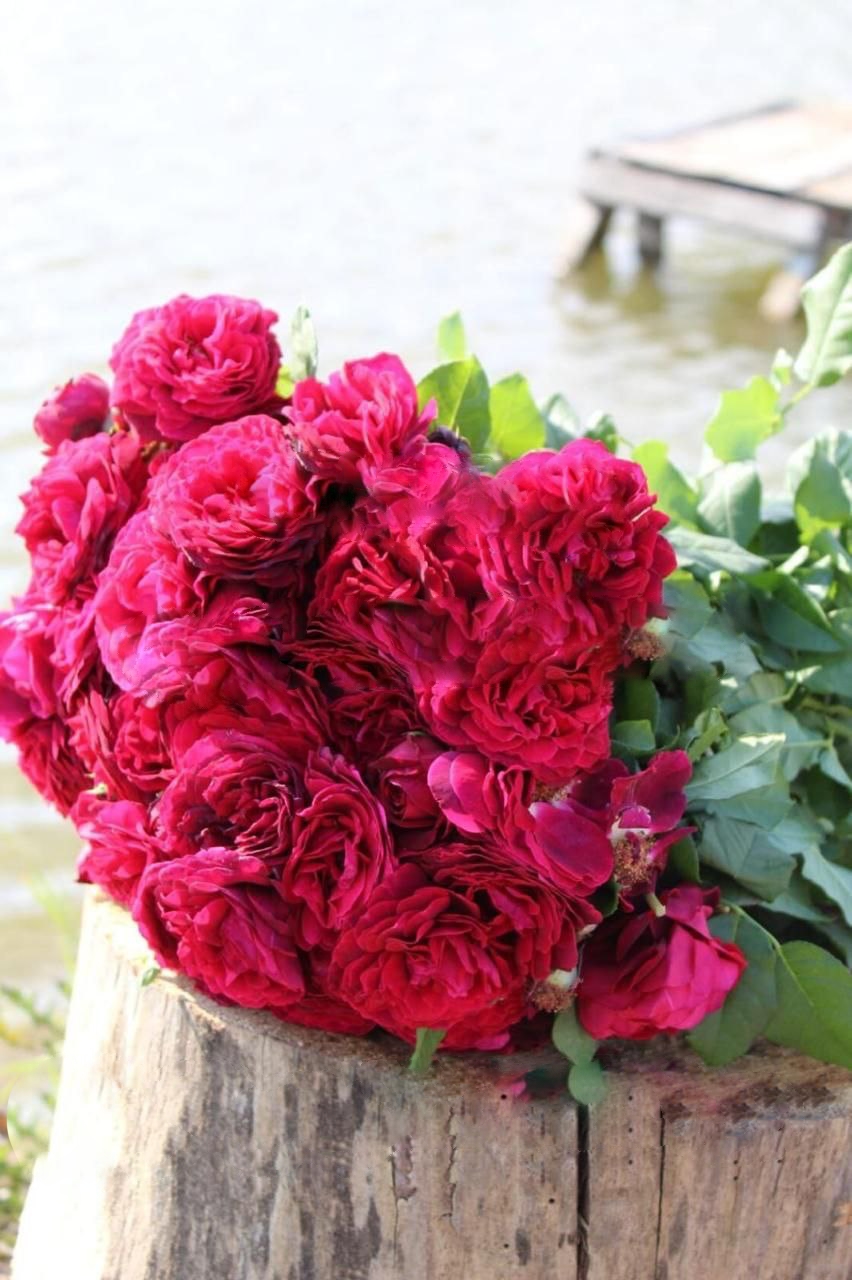 роза Астрид Граффин фон Харденберг саженцы 5 лет