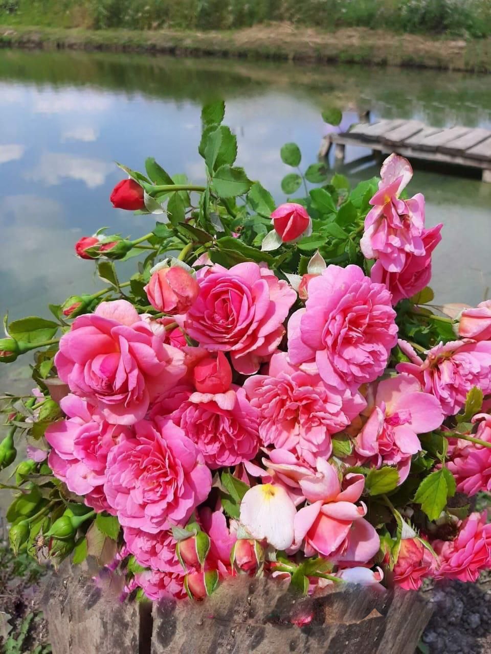 роза Принцесса Александра саженцы 5 лет