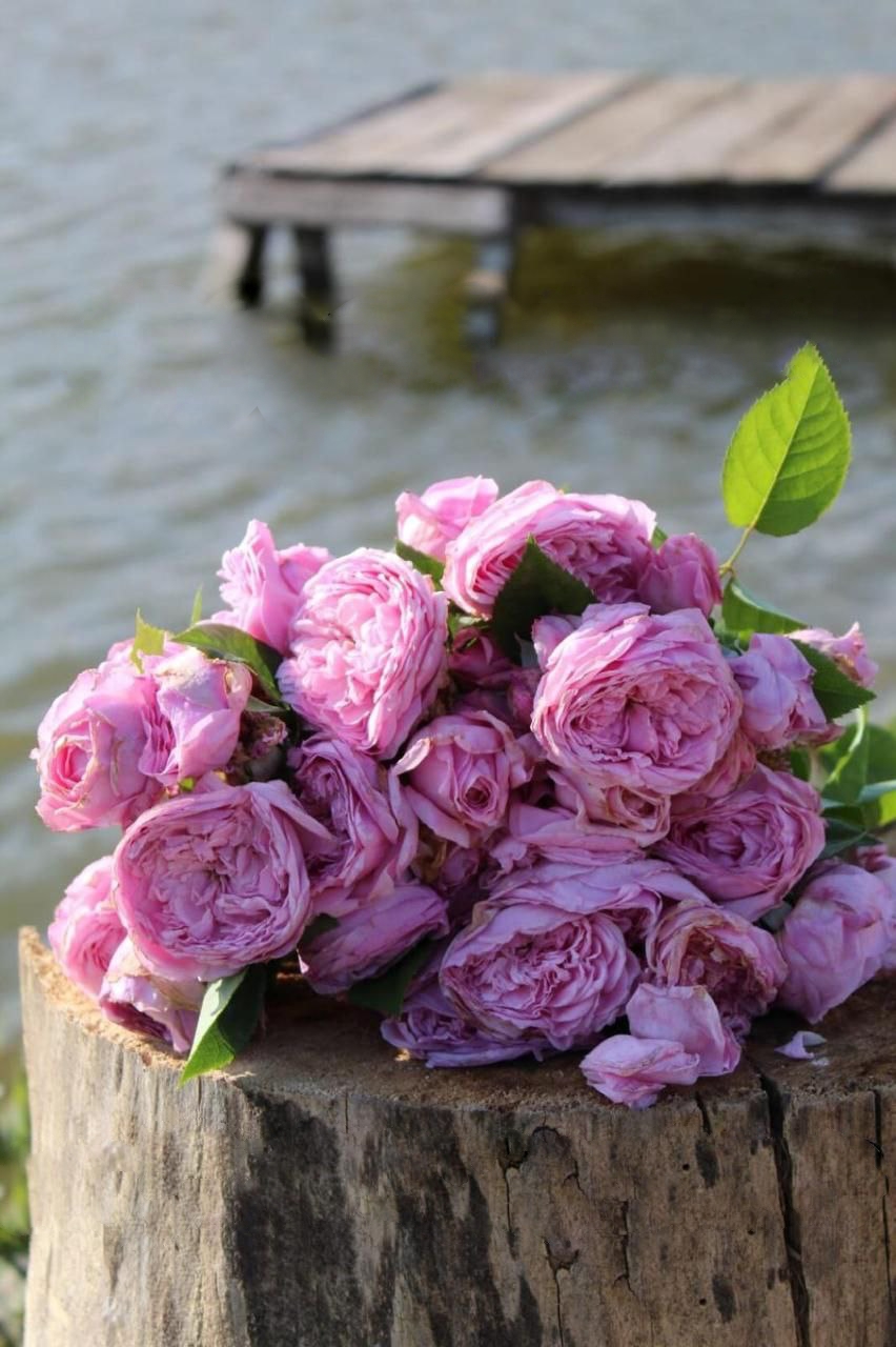 роза Спирит оф Фридом саженцы 5 лет