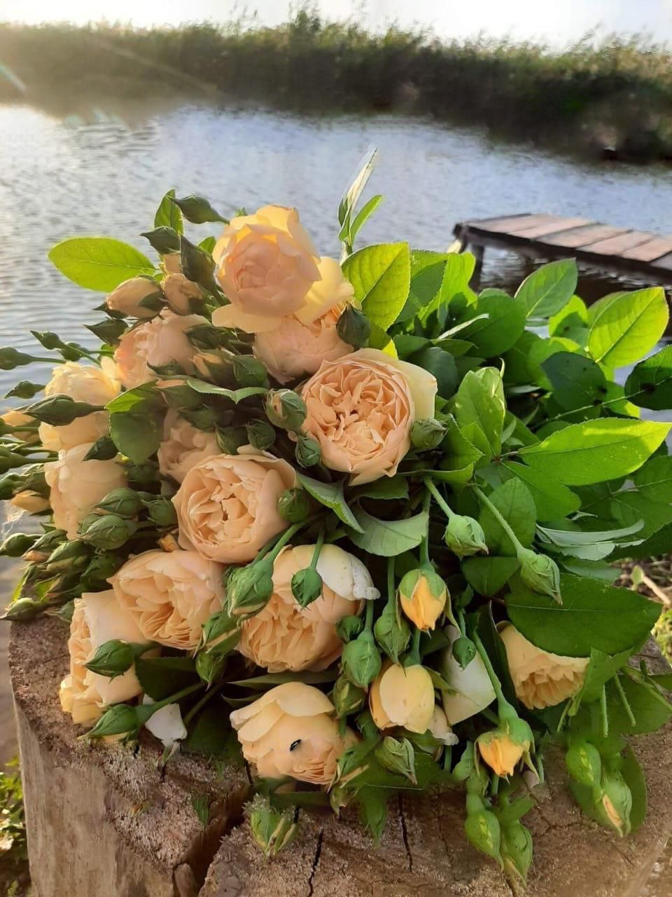 роза Грехам Томас саженцы 5 лет