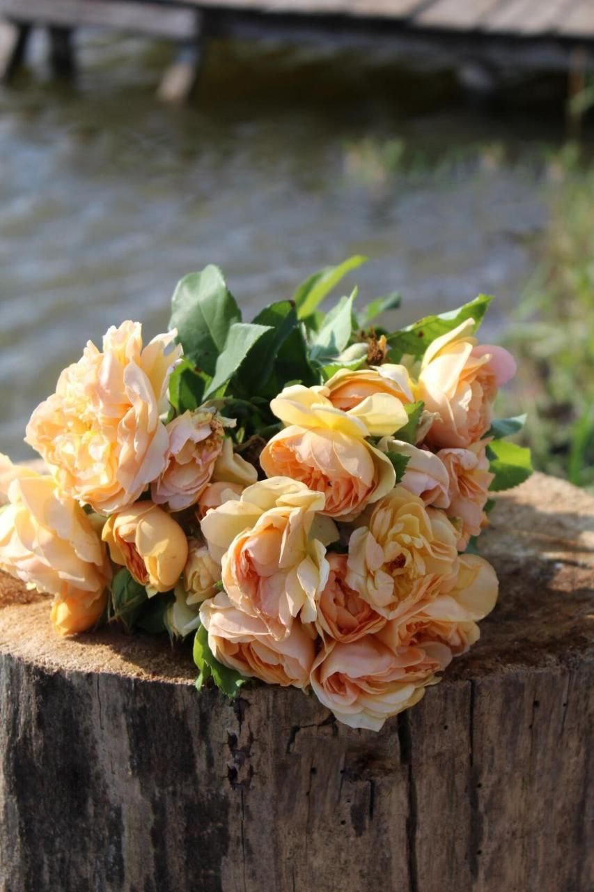 роза Голден Селебрейшен саженцы 5 лет