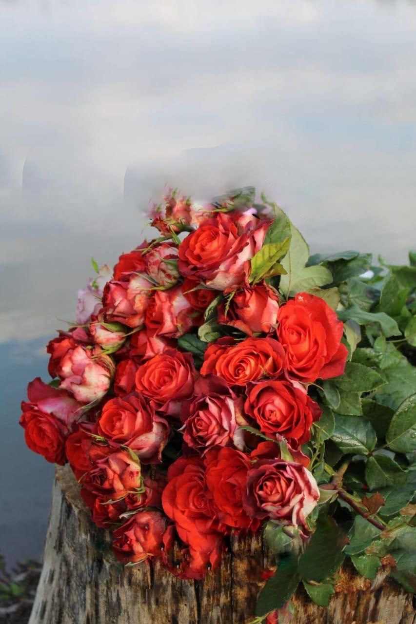 роза Гиннес саженцы 5 лет