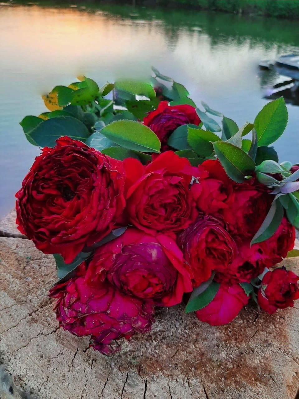 роза Алан Сушон саженцы 5 лет