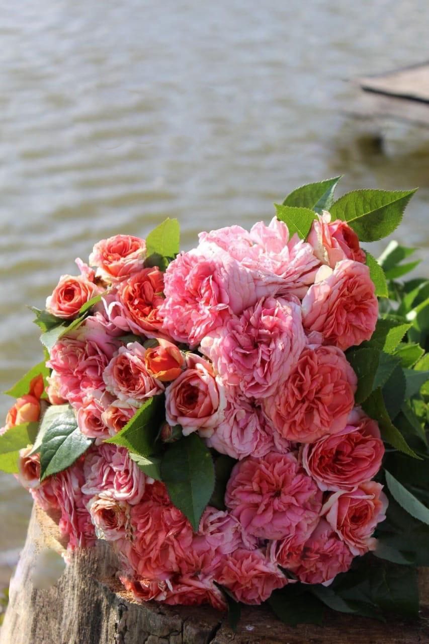 роза Чиппендейл саженцы 5 лет