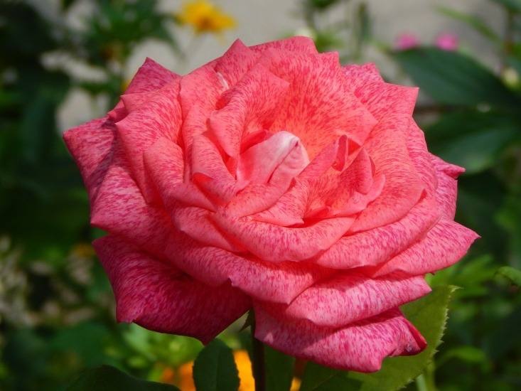 роза Пьер Карден саженцы 5 лет