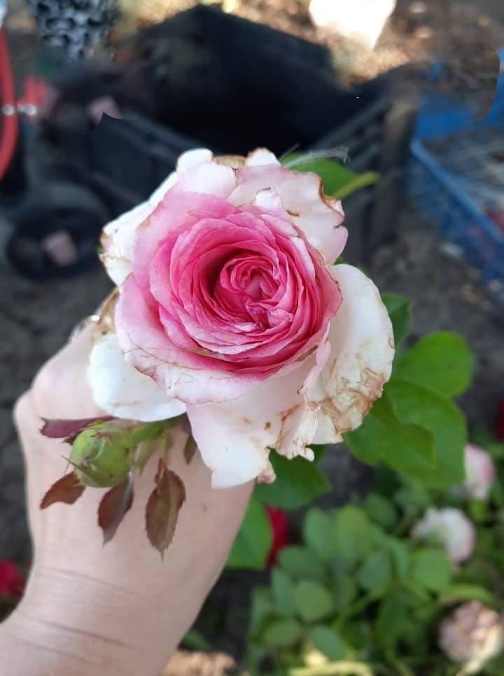 роза Дабл Делайт саженцы 5 лет