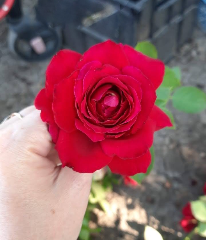 роза Алекс Ред саженцы 5 лет