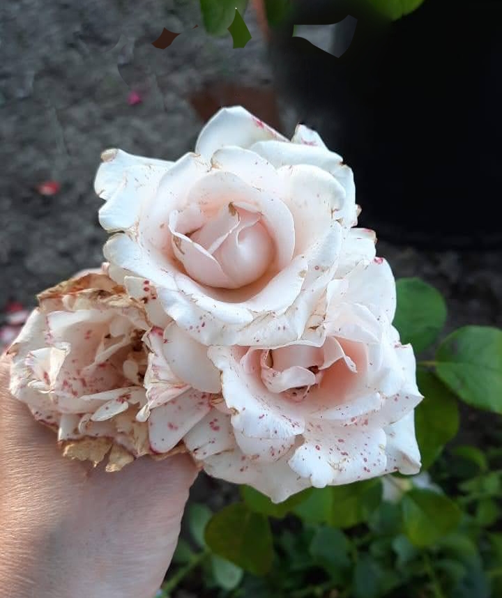 роза Чандос Бьюти саженцы 5 лет