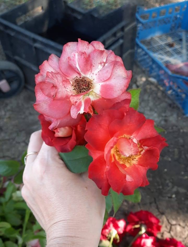 роза Лидка саженцы 5 лет