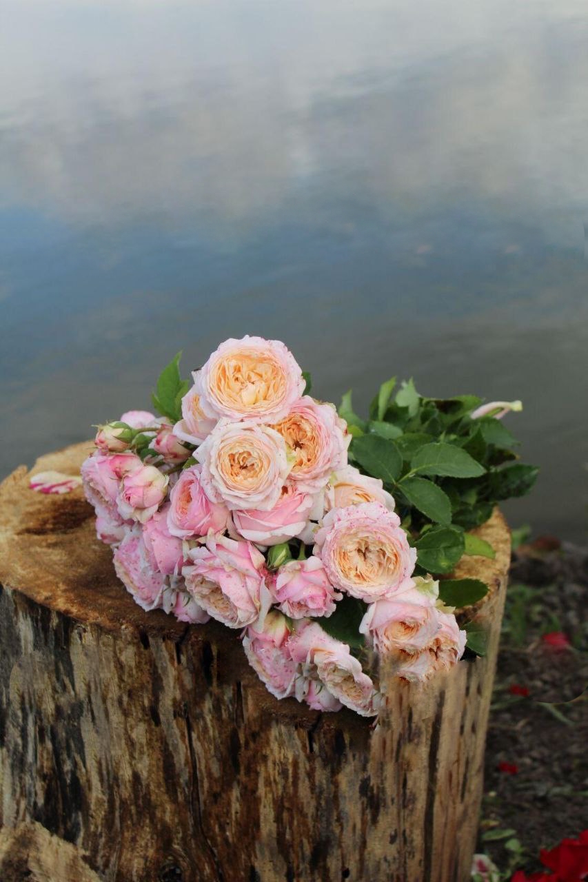 роза Шарль де Нерво саженцы 5 лет