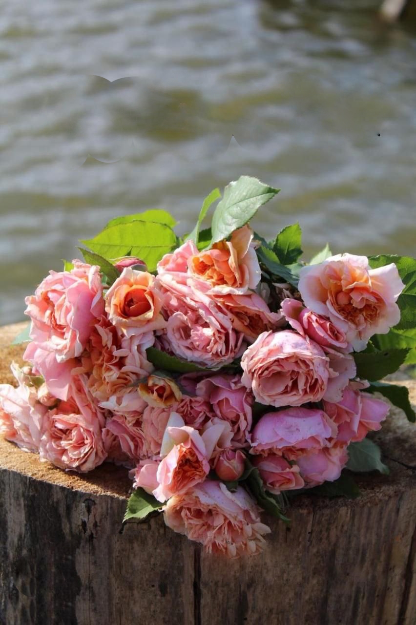 роза Версайни саженцы 5 лет