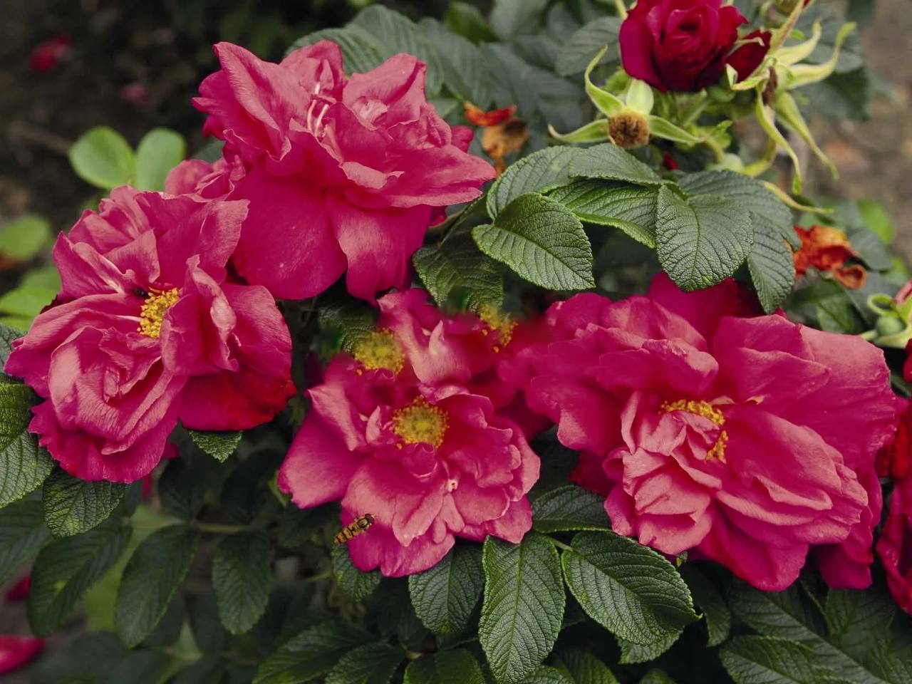 Роза Робуста саженцы 5 лет