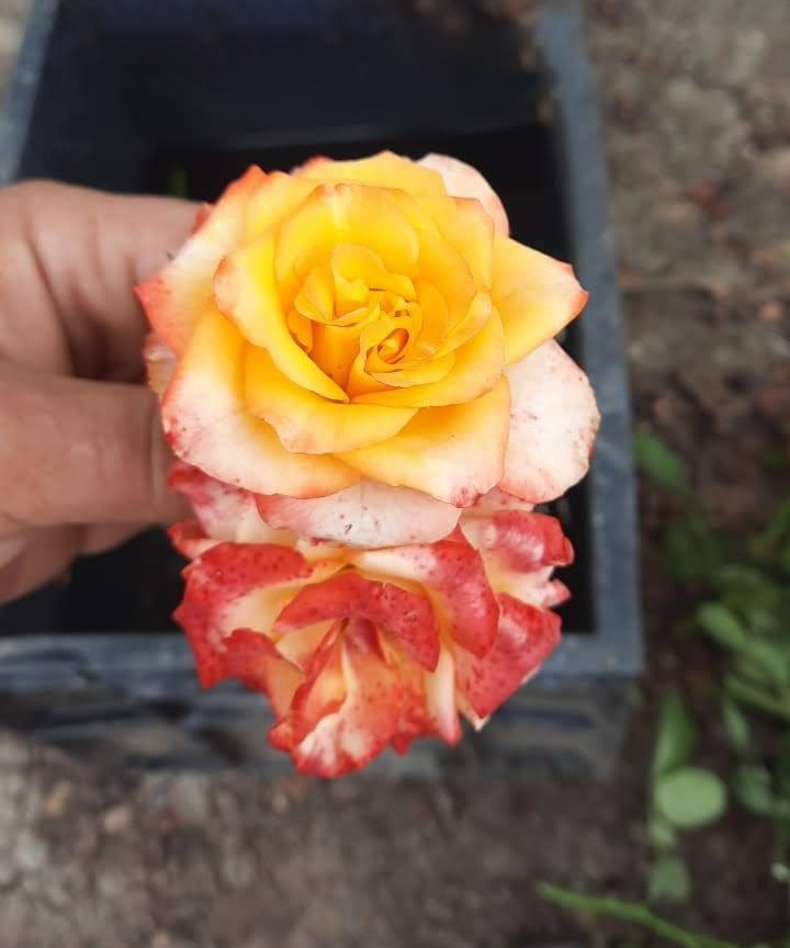 роза Золотой Дракон саженцы 5 лет