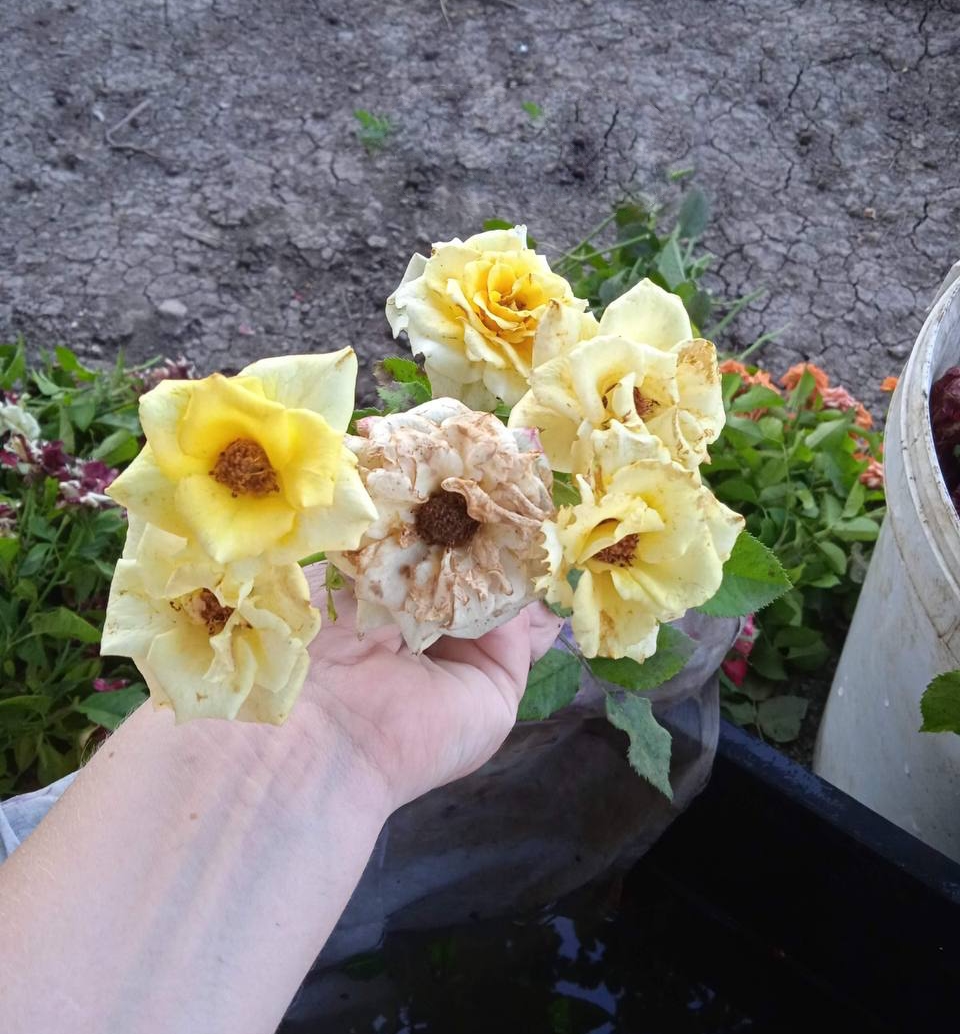 роза Хаммер саженцы 5 лет