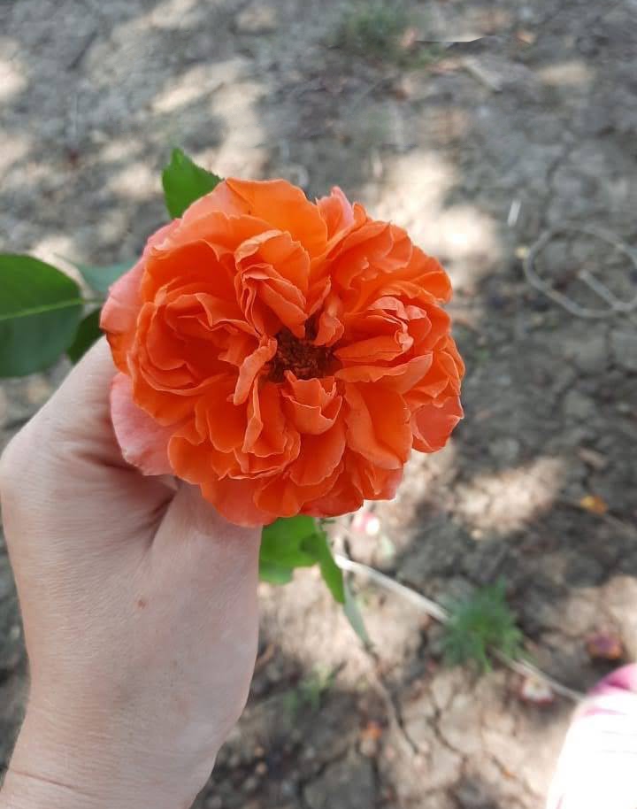 роза Моника саженцы 5 лет