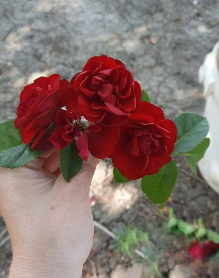 Роза Огонек саженцы 5 лет