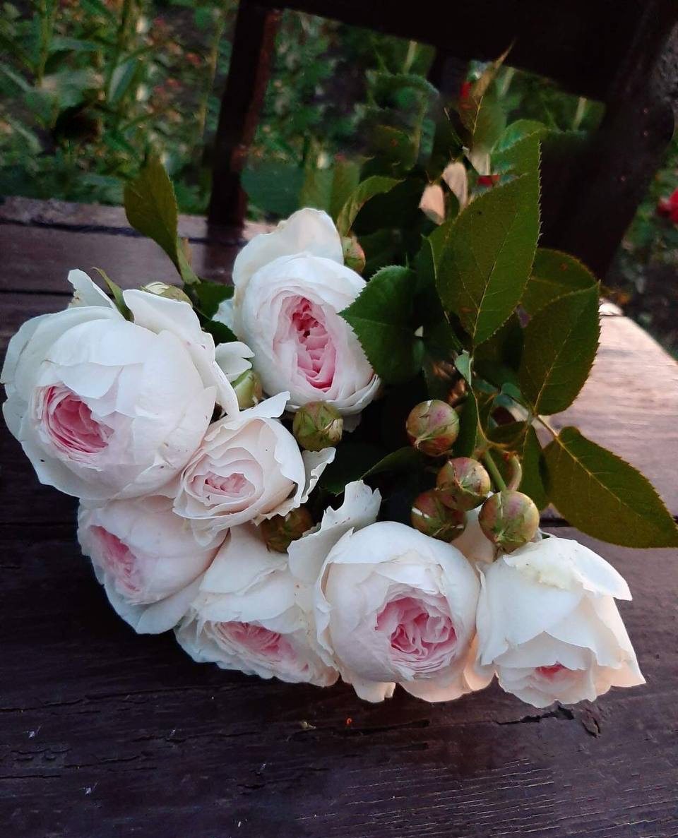 Роза Герцогиня Кристиана саженцы 5 лет