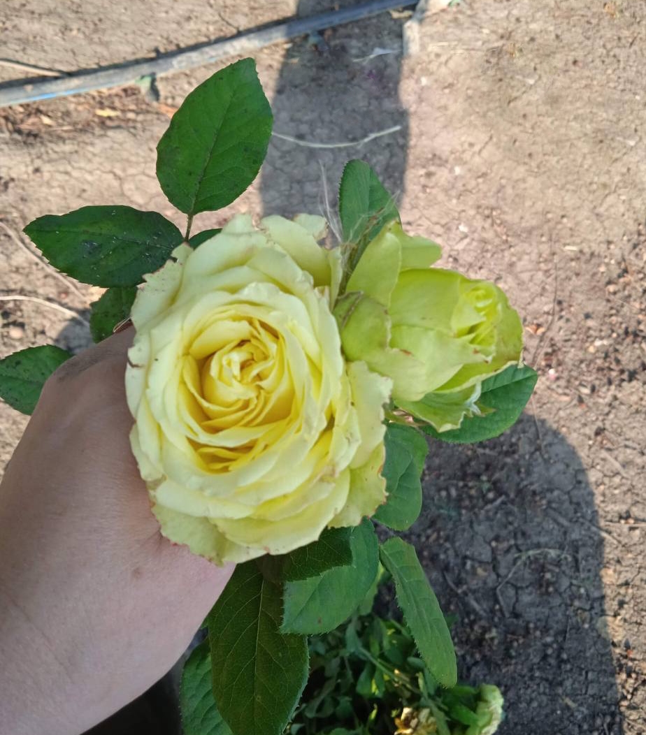 роза Грин Ти саженцы 5 лет