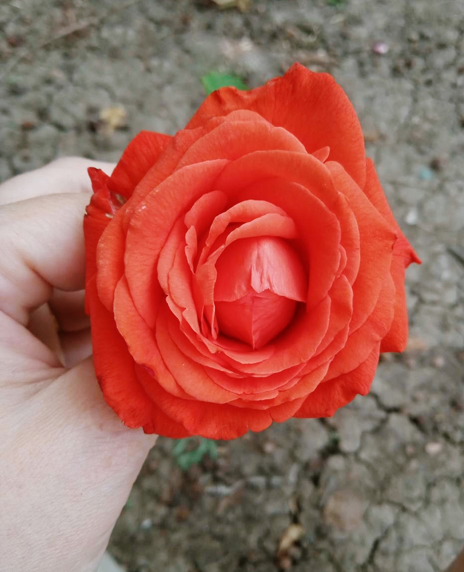 роза Малибу саженцы 5 лет