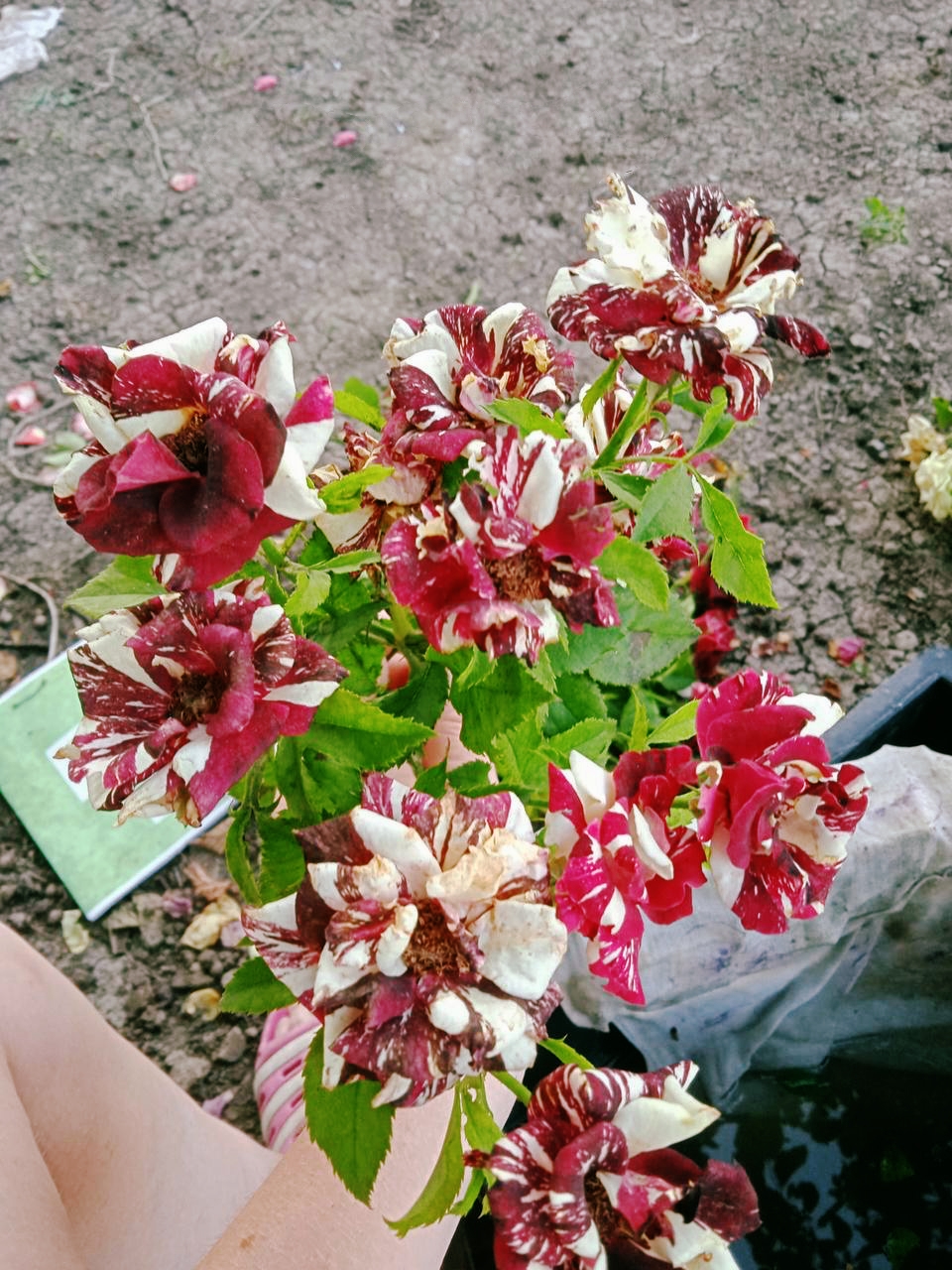 Роза Фокус Покус саженцы 5 лет