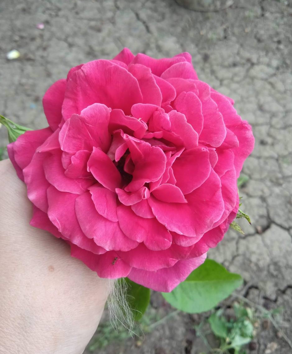 Роза Сангрия саженцы 5 лет