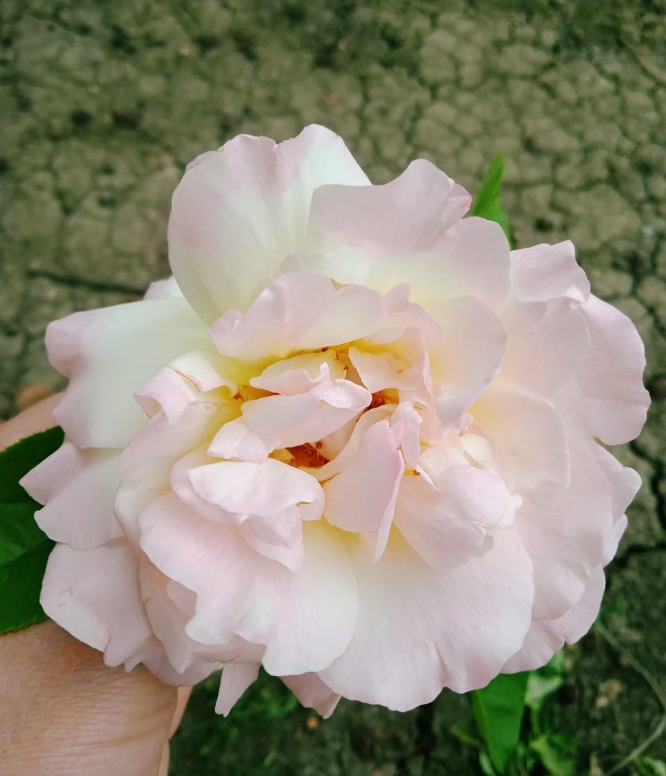 роза Глория Клайминг саженцы 5 лет