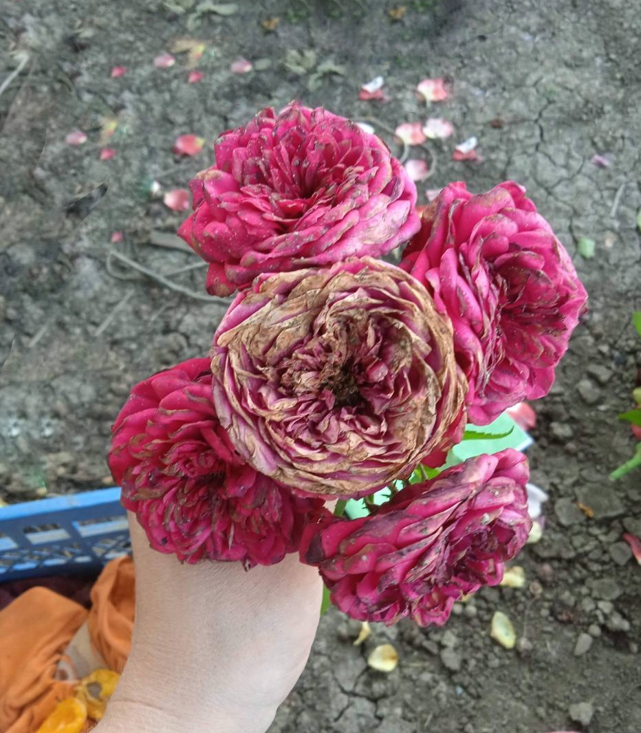 роза Джеймс Л Остин саженцы 5 лет