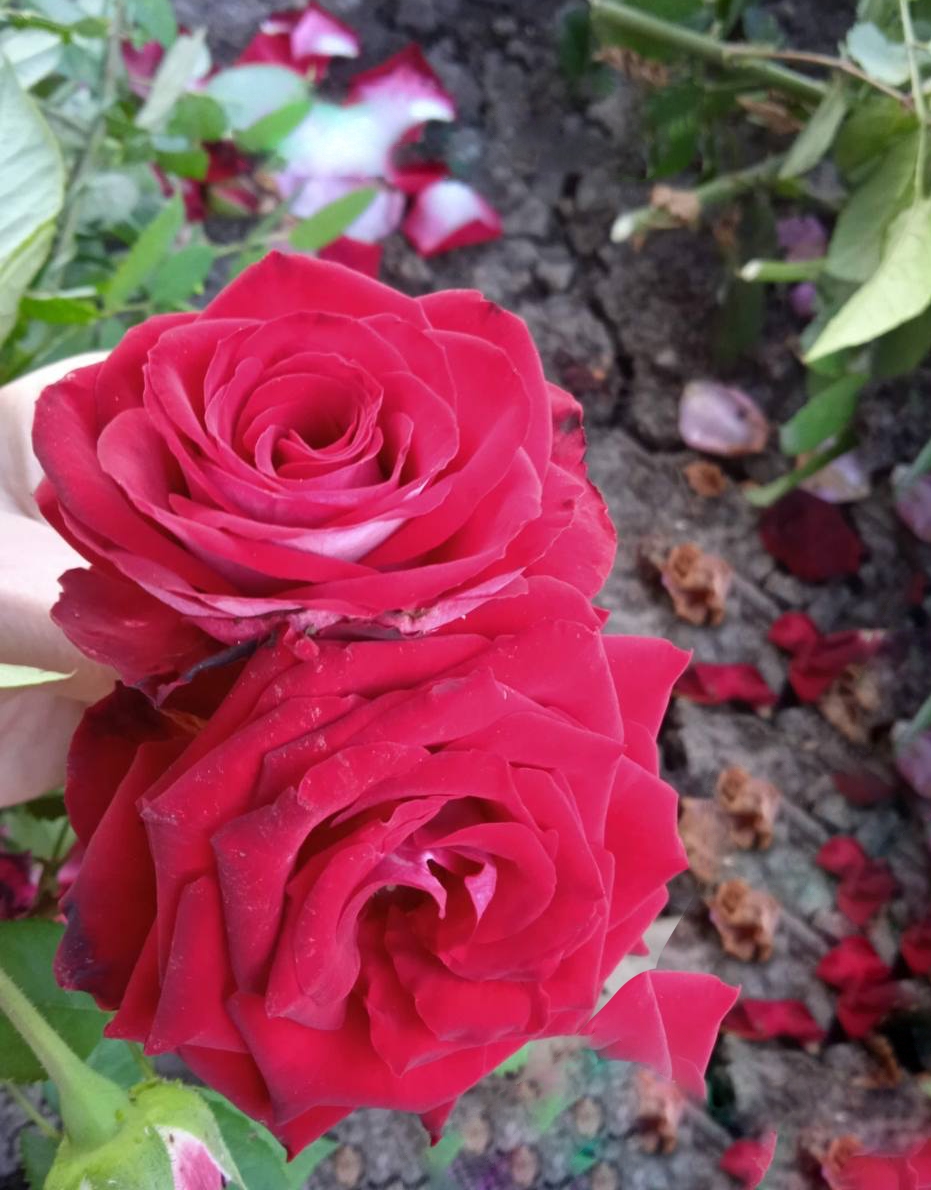 Роза Кордес Бриллиант саженцы 5 лет