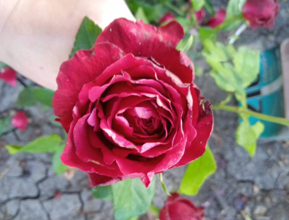 Роза Кордес Бриллиант саженцы 5 лет