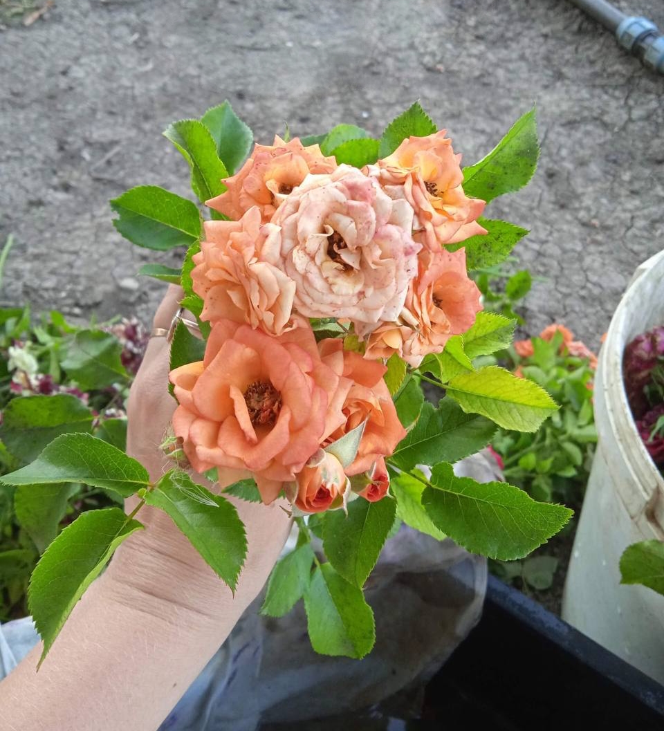 Роза Санмейд саженцы 5 лет