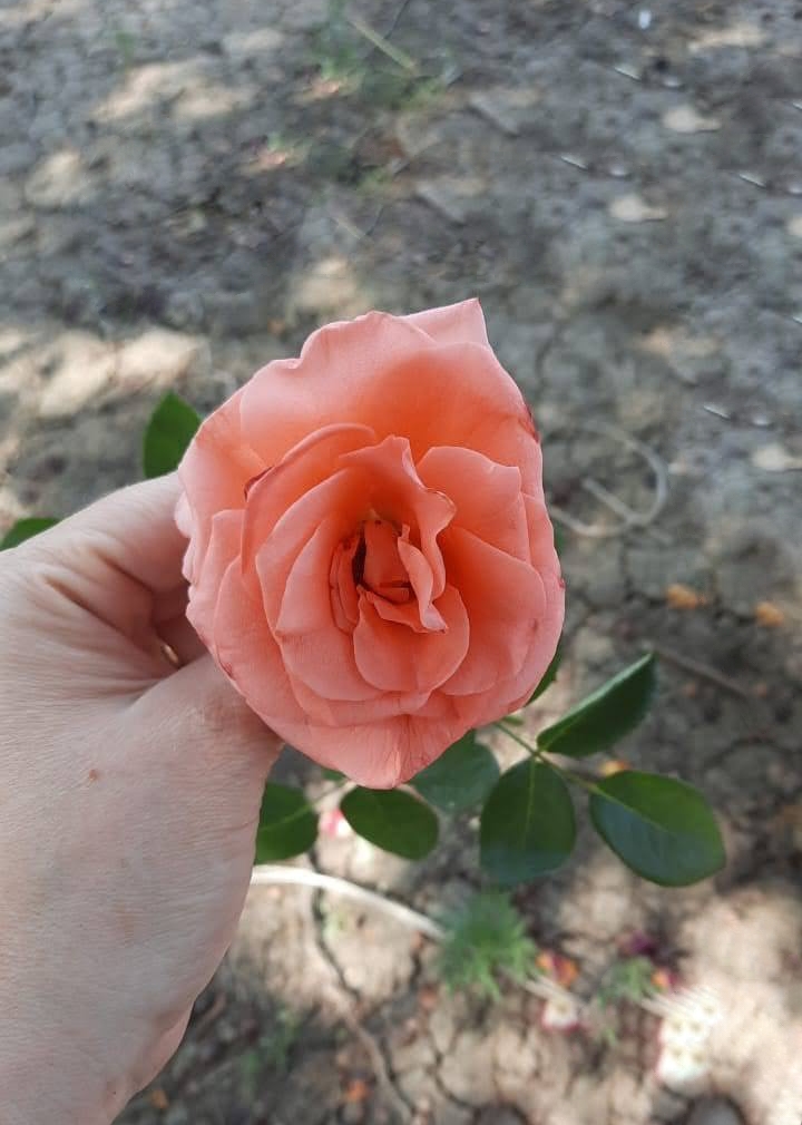 Роза Нинетта саженцы 5 лет